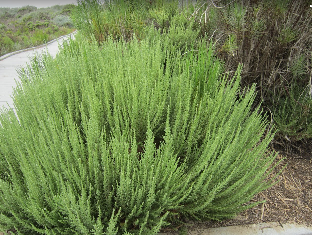 Photo image of shrub Mock Heather